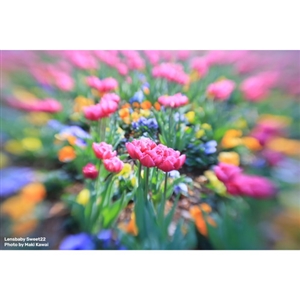 (�����Y�x�r�[) Tokina Lensbaby Sweet 22�yNikon-Z�z