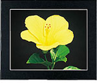 (�t�W�J���[)FUJICOLOR �}�b�g�p�l��DX �u���b�N A3