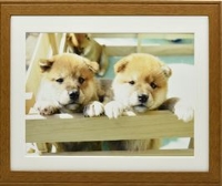 (�t�W�J���[)FUJICOLOR �ؐ��z�� YM-9 �u���E�� A3�m�r