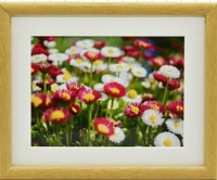 (�t�W�J���[)FUJICOLOR �ؐ��z�� M20 ���� �ؒn