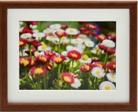 (�t�W�J���[)FUJICOLOR �ؐ��z�� M21 A3�m�r �u���E��